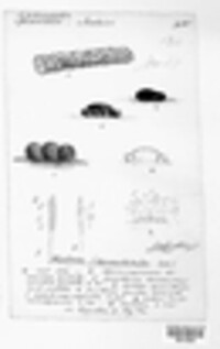 Corinectria fuckeliana image